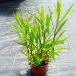 Astra krovitá (Aster dumosus) ‘PETER HARRISON’ - kont. C1,5L